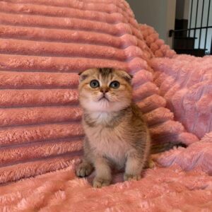 Scottish fold mâle golden shaded