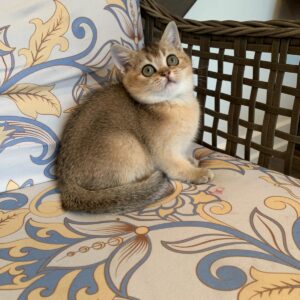 Scottish straight femelle golden shaded