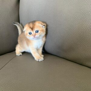 Scottish fold femelle golden chinchilla