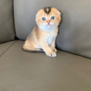 Scottish fold mâle golden shaded