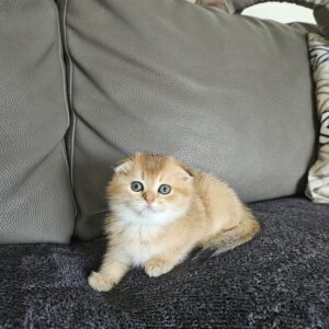 Scottish fold femelle golden chinchilla