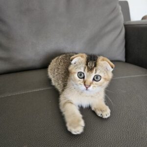 Scottish fold mâle golden shaded