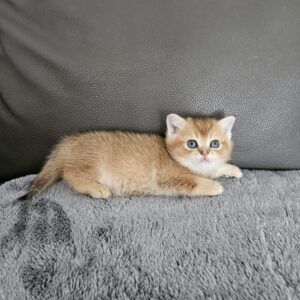 Scottish straight golden chinchilla mâle