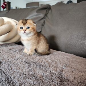 Scottish fold femelle golden shaded